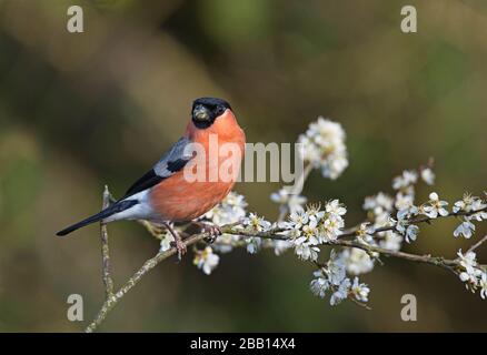 Taureau eurasien mâle (Pyrrhula pyrrhula) perché au début du printemps parmi la fleur d'argousier Banque D'Images