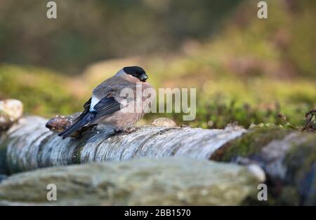 La femelle de la taureau eurasienne (Pyrrhula pyrrhula) se foraging sur le sol au début du printemps Banque D'Images