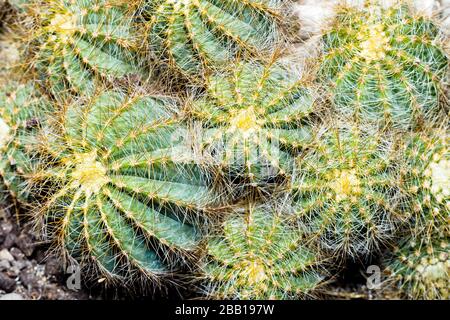 Cactus à boule dorée (Echocactus grusonii) Banque D'Images