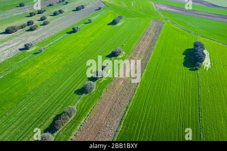 Drone vue paysage de champs céréaliers et chênes verts, Communauté de Madrid, Espagne, Europe.