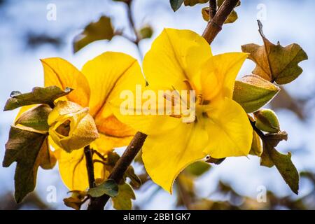 Close up of California (Flannelbush Fremontodendron californicum) fleur au printemps, en Californie Banque D'Images