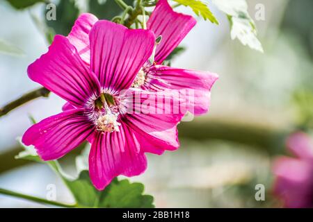 Gros plan sur Island Tree Mallow (Malva assurgentiflora) qui fleurit dans un parc de la région de la baie de San Francisco, en Californie Banque D'Images