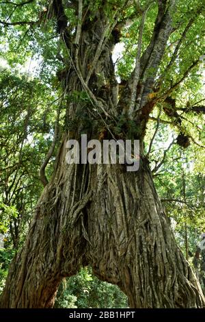 Un gros figuier dans la forêt, PARC national d'Arusha, tanzanie Banque D'Images