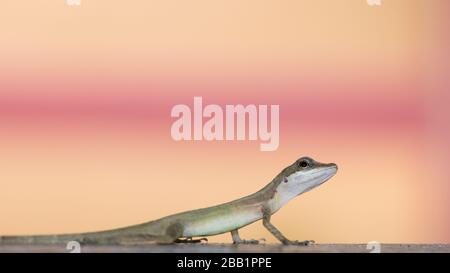 Anolis, Anole Lizard recherche avec un fond coloré avec espace de copie. Reptiles du Costa Rica. Animal drôle. Banque D'Images