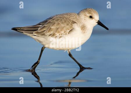 Sanderling (Calidris alba) longeant la rive à Donna NOOK, Lincolnshire, Angleterre Banque D'Images