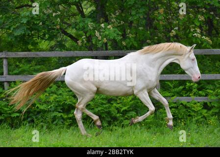 Cremello akhal teke race cheval en galop dans le paddock vert, animal en mouvement. Banque D'Images