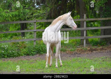 Perlino Akhal Teke étalon avec yeux bleus à l'extérieur. Portrait. Banque D'Images