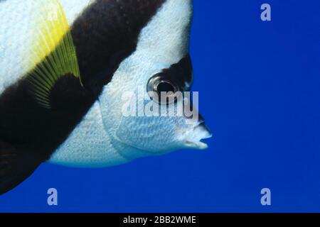 Lannerfish à nageoires longues (Heniochus diphreutes) sous l'eau dans l'océan Indien Banque D'Images