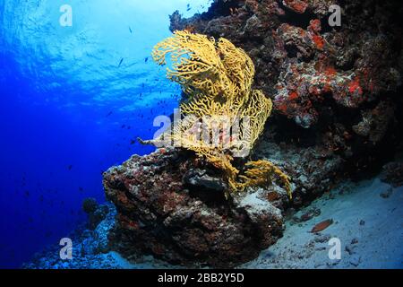 Corail jaune gorgonien (Acanthogorgia breviflora) sous l'eau dans le récif de corail de l'océan Indien Banque D'Images