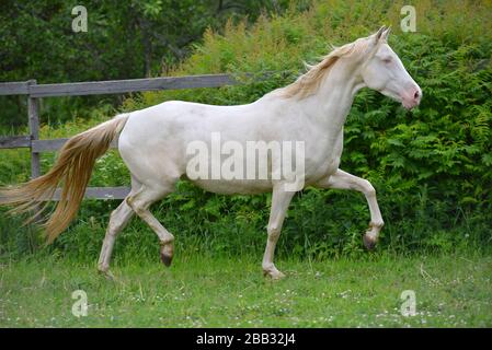 Cremello akhal teke race cheval en trot dans le paddock vert, animal en mouvement. Banque D'Images