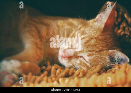 Dormant pacifiquement le chat de gingembre pour montrer le concept de rester à la maison pour éviter la propagation du virus de corona covid-19 et la quarantaine à la maison pour aplatir la courbe Banque D'Images