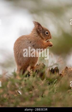 Écureuil rouge (Sciurus vulgaris) en hiver Banque D'Images