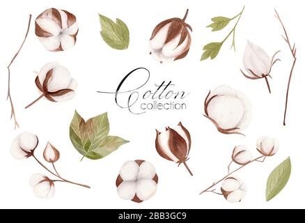 Collection de fleurs colorées dessinées à la main avec fleur de coton blanc, feuilles vertes et branches brunes. Jeu d'illustrations tracées à la main. Banque D'Images