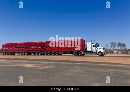 Train routier à trois remorques transportant du bétail le long de l'autoroute Adventure Près d'Eulo Queensland Australie Banque D'Images