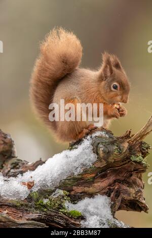 Écureuil rouge (Sciurus vulgaris) en hiver Banque D'Images