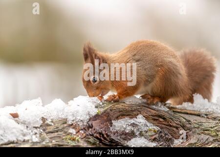 Écureuil rouge (Sciurus vulgaris) en hiver Banque D'Images