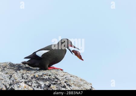 Guillemot noir (Cephus grylle) Foula Shetland Islands, Écosse Banque D'Images