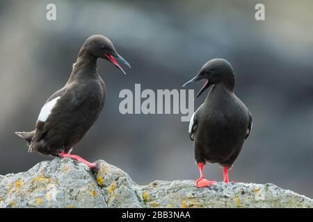 Guillemot noir (Cephus grylle) Foula Shetland Islands, Écosse Banque D'Images