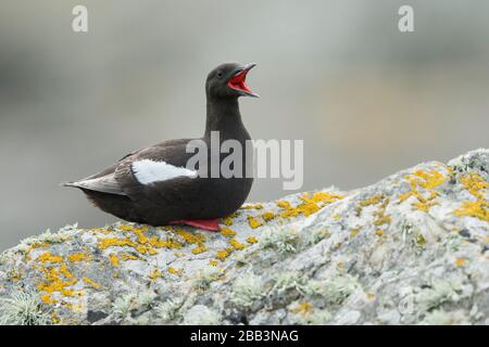 Guillemot noir (Cephus grylle) Foula Shetland Islands, Écosse Banque D'Images