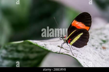 Macro closeup d'un petit papillon de post-homme rouge assis sur une feuille, essences d'insectes tropicaux du Costa Rica, Amérique Banque D'Images