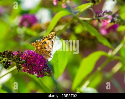 femme peinte papillon assis sur les fleurs d'un buisson papillon, commune cosmopolite insecte espèce Banque D'Images