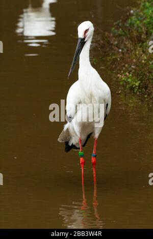 Le porc blanc oriental ou la cigogne orientale (Ciconia boyciana) est un grand oiseau blanc aux plumes d'aile noire de la famille des ciconiidés. Photographe Banque D'Images