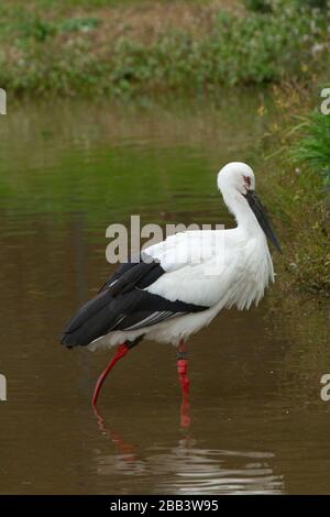 Le porc blanc oriental ou la cigogne orientale (Ciconia boyciana) est un grand oiseau blanc aux plumes d'aile noire de la famille des ciconiidés. Photographe Banque D'Images