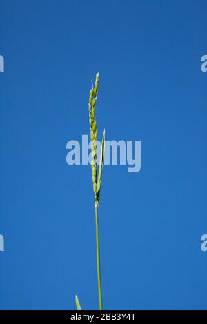 Tige de riz avec fond bleu de ciel photographié dans un paddy de riz à Toyooka (Toyooka-shi) est une ville dans la partie nord de la préfecture de Hyogo, au Japon. T Banque D'Images