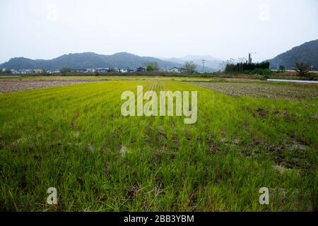 Le riz paddy de Toyooka (Toyooka-shi) est une ville située dans la partie nord de la préfecture de Hyogo, au Japon. La ville a été fondée le 1er avril 1950. Banque D'Images