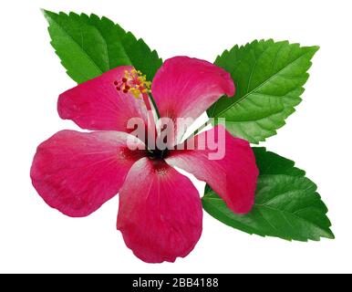 Hibiscus ou rose chinois isolé sur fond blanc Banque D'Images