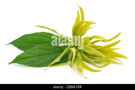 Fleur d'ylang-ylang isolée sur fond blanc Banque D'Images