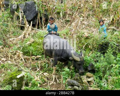 Garçon sur un boeuf à Sapa, au Vietnam Banque D'Images