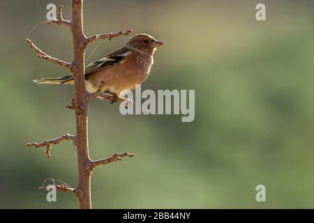 Les delebs de Fringilla, perchage de chaffinch commun sur une branche Banque D'Images