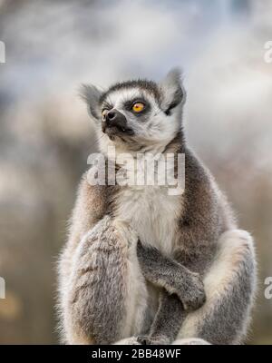 Vue de face, vue rapprochée en angle bas de l'adorable animal de lémuriens à queue annulaire (Lemur catta), isolé à l'extérieur, avec vue sur le West Midland Safari Park, Royaume-Uni. Banque D'Images