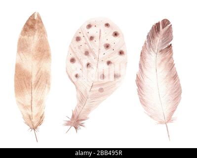 Ensemble plumes d'oiseaux en aquarelle. Peint à la main en couleur marron. Illustration de style boho tribal. Banque D'Images
