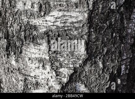 Texture d'écorce de bouleau monochrome. Fond noir et blanc naturel abstrait. Écorce près Banque D'Images