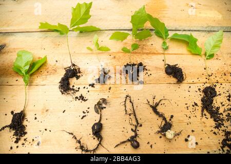 Greffes de nouveaux arbres de chêne qui frapchent des racines. Banque D'Images