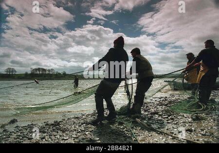 Les pêcheurs qui pêchent du saumon à l'aide d'un filet de pêche à la poste de pêche sur la rivière Tweed près de Berwick-upon-Tweed. Les jeunes saumons sont balisés avant d'être relâchés dans la rivière dans le cadre d'un programme de capture et de libération auquel participent les pêcheurs et les nieteurs au début de la saison. La Fondation Tweed surveille les stocks de poissons qui sont à des niveaux critiques et sont menacés par des opérations de compensation de dérive au large de la côte nord-est de l'Angleterre. Banque D'Images