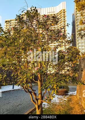 Tokyo, Japon - 23 janvier 2018 : un parc dans le quartier du Palais impérial de Tokyo Banque D'Images