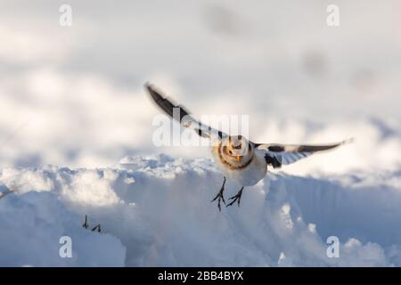 Chutes de neige (Plectrophenax nivalis) dans la neige Banque D'Images