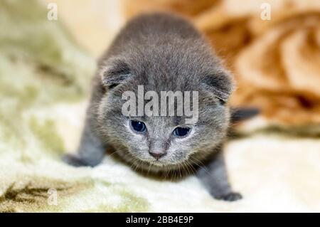 Petit chaton écossais de 2 semaines, thème chat animal de compagnie Banque D'Images
