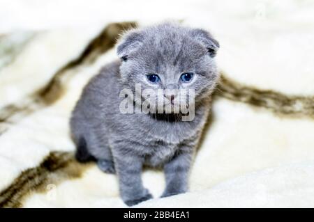 Gris 4 semaines de vieux chatons écossais, thème chats domestiques Banque D'Images