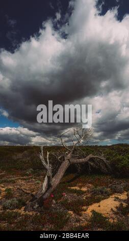 Arbre brisé avec nuages menaçants dans la campagne Banque D'Images