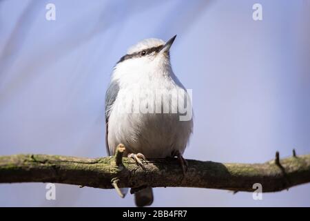 White-Breasted oiseau sittelle dans ses environs. Banque D'Images