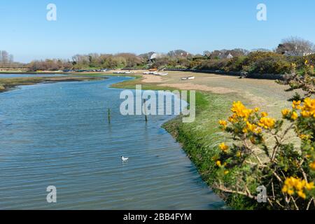 Les haies de gorse à fleurs jaunes s'alignent sur les rives du ruisseau marémotrice Snowhill à West Wittering, Chichester Harbour, Chichester, West Sussex, Angleterre, Royaume-Uni Banque D'Images