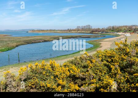 Les haies de gorse à fleurs jaunes s'alignent sur les rives du ruisseau marémotrice Snowhill à West Wittering, Chichester Harbour, Chichester, West Sussex, Angleterre, Royaume-Uni Banque D'Images