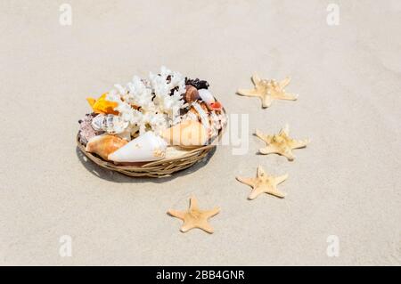 Des coquillages, des coraux et des étoiles de mer sur la plage de sable doré près de la mer par une journée ensoleillée. Vacances d'été et concept de relaxation. Fond d'écran ou arrière-plan d'été Banque D'Images