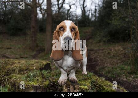 Baset Hound à Woodland, Royaume-Uni. Banque D'Images