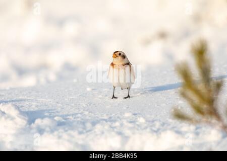 Chutes de neige (Plectrophenax nivalis) dans la neige Banque D'Images