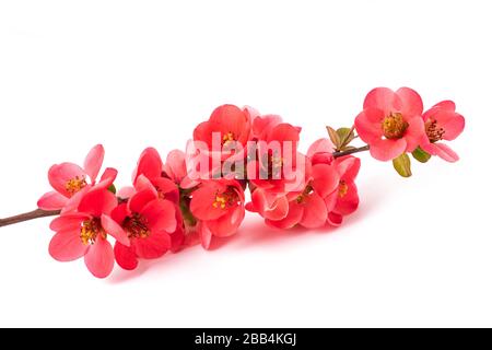 Chaenomeles spéciosa fleurs isolées sur fond blanc Banque D'Images